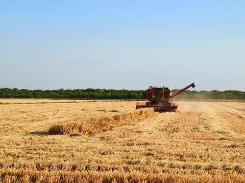 麦田 在线观看,在线观看,探寻心灵的田野之旅 第1张 麦田 在线观看,在线观看,探寻心灵的田野之旅 第1张