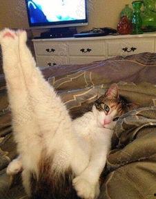 爆料猫咪丑照视频下载,这是哪位喵星人如此“自信”? 第2张 爆料猫咪丑照视频下载,这是哪位喵星人如此“自信”? 第2张